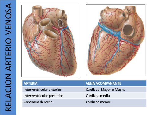 1.1-Anatomia del corazon y grandes vasos(modificado