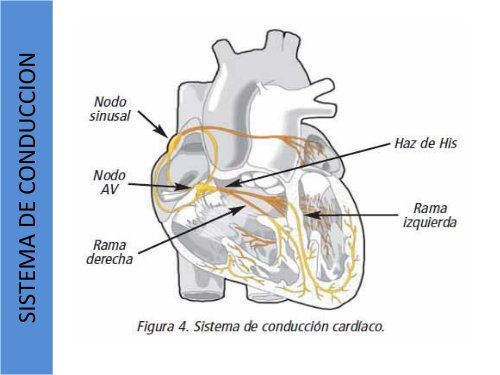 1.1-Anatomia del corazon y grandes vasos(modificado