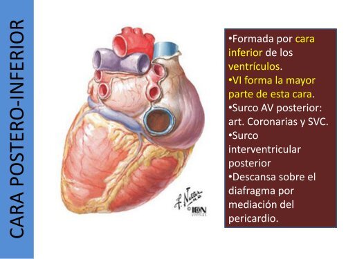 1.1-Anatomia del corazon y grandes vasos(modificado