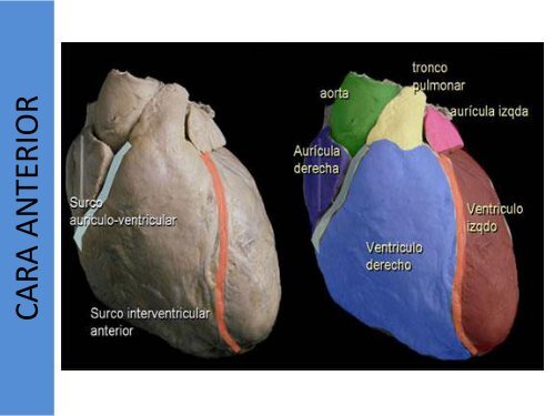 1.1-Anatomia del corazon y grandes vasos(modificado