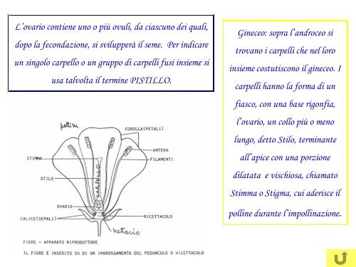 Il fiore