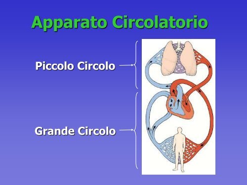 le arterie - CRI Legnano