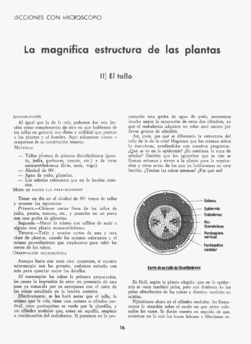 La magnífica estructura de las plcntas