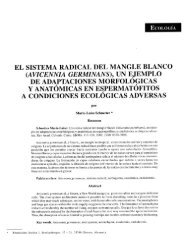 EL SISTEMA RADICAL DEL MANGLE BLANCO (AVICENNIA ...