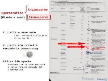 Spermatofite Gimnosperme.pdf - Autistici