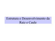 Estrutura e Desenvolvimento da Raiz - Ciencialivre.pro.br