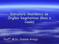 Anatomia de Raiz e Caule