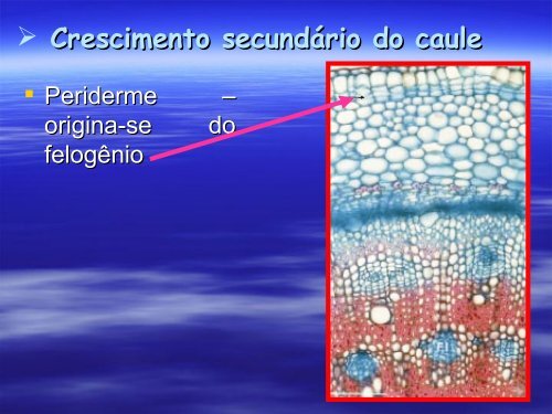 Anatomia de Raiz e Caule