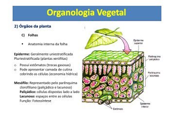 Histologia e Organologia Vegetal P - 4.pdf