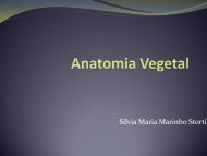 Anatomia Vegetal - FEA