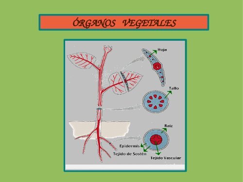 rganos vegetales - Rincon De Las Ciencias