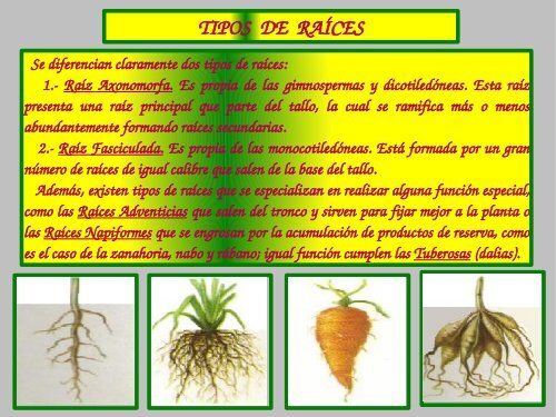 rganos vegetales - Rincon De Las Ciencias