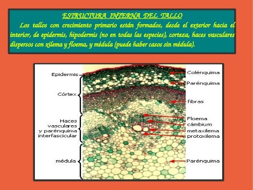 rganos vegetales - Rincon De Las Ciencias