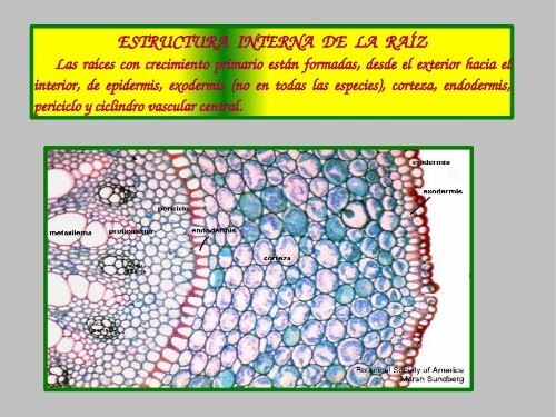 rganos vegetales - Rincon De Las Ciencias