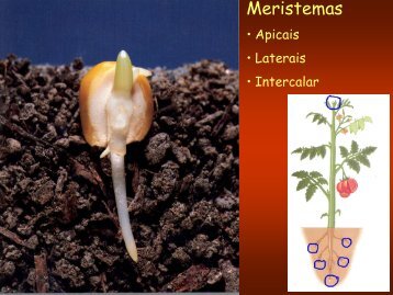 Aula 3: Meristemas Apicais - Dbi.ufms.br