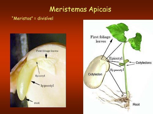 Aula 3: Meristemas Apicais - Dbi.ufms.br