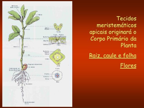 Aula 3: Meristemas Apicais - Dbi.ufms.br