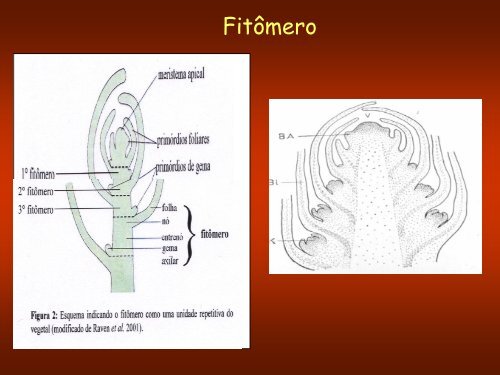 Aula 3: Meristemas Apicais - Dbi.ufms.br