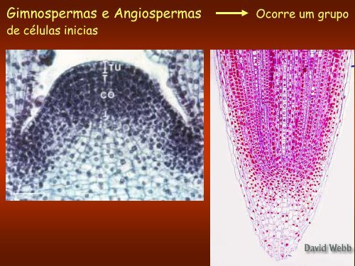 Aula 3: Meristemas Apicais - Dbi.ufms.br