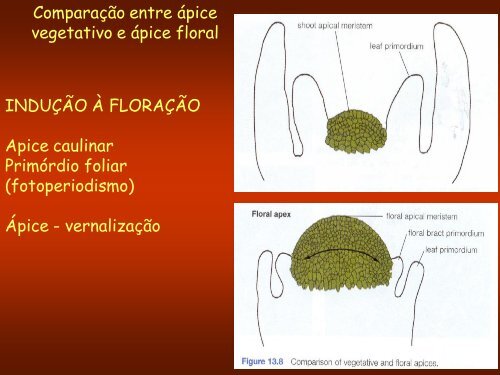 Aula 3: Meristemas Apicais - Dbi.ufms.br