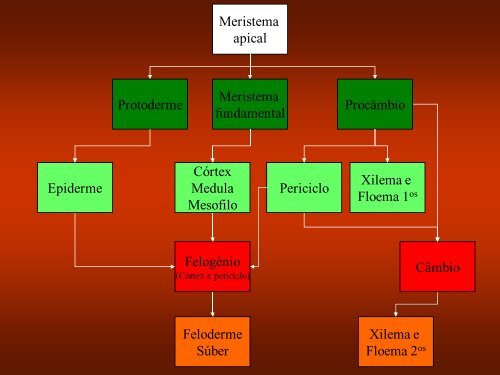 Aula 3: Meristemas Apicais - Dbi.ufms.br