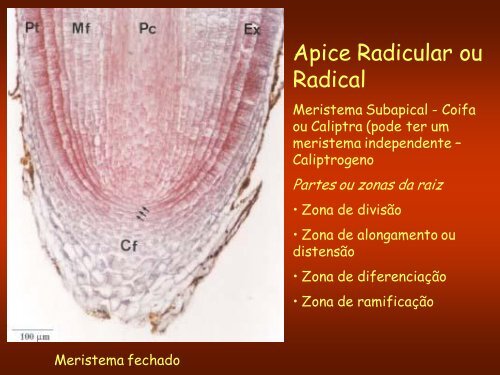 Aula 3: Meristemas Apicais - Dbi.ufms.br