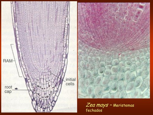 Aula 3: Meristemas Apicais - Dbi.ufms.br