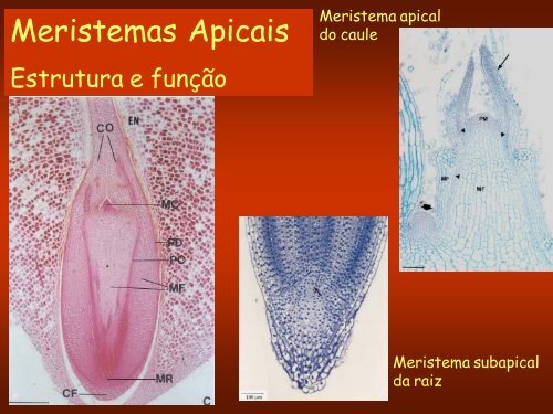 Aula 3: Meristemas Apicais - Dbi.ufms.br