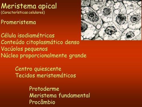 Aula 3: Meristemas Apicais - Dbi.ufms.br