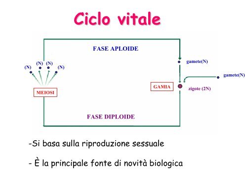 Ciclo vitale - Facoltà di Lettere e Filosofia