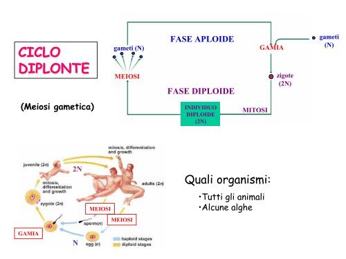 Ciclo vitale - Facoltà di Lettere e Filosofia