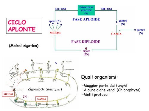 Ciclo vitale - Facoltà di Lettere e Filosofia