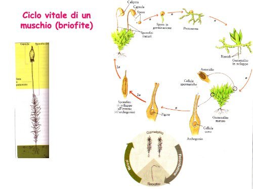 Ciclo vitale - Facoltà di Lettere e Filosofia