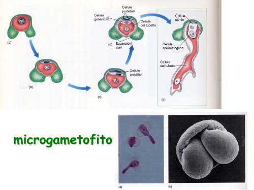 Ciclo vitale - Facoltà di Lettere e Filosofia