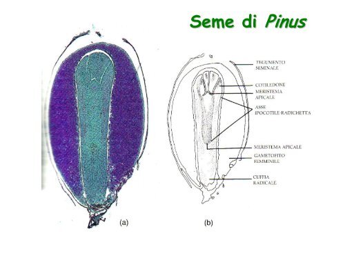 Ciclo vitale - Facoltà di Lettere e Filosofia