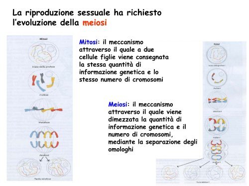 Ciclo vitale - Facoltà di Lettere e Filosofia