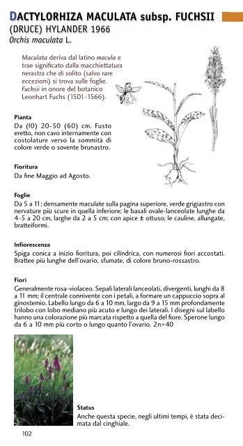 Le orchidee spontanee del piacentino - Osservatorio Trebbia