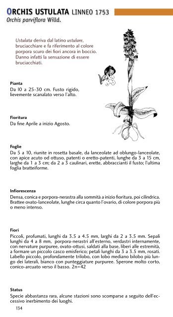 Le orchidee spontanee del piacentino - Osservatorio Trebbia