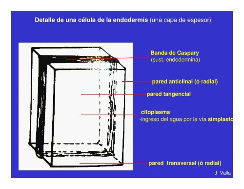 estructura primaria en monocotiledoneas