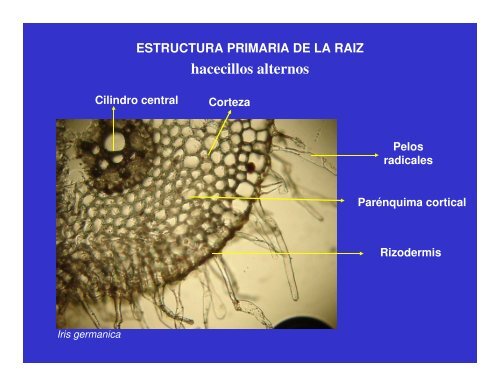 estructura primaria en monocotiledoneas