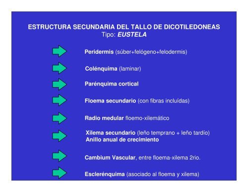 estructura primaria en monocotiledoneas