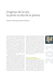 Enigmas de la raíz: la parte oculta de la planta - Instituto de ...