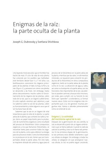 Enigmas de la raíz: la parte oculta de la planta - Instituto de ...