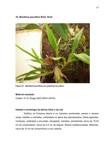 16. Maxillaria pauciflora Barb. Rodr. Material estudado Coletor: PIS ...