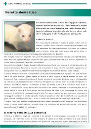 Furetto domestico - Clinica Veterinaria Gran Sasso