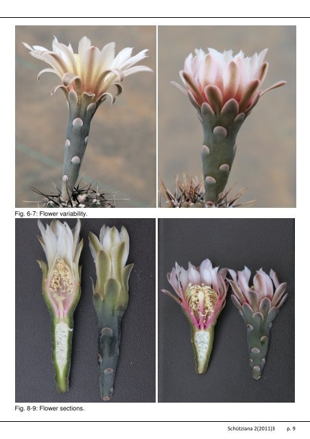 The Gymnocalycium Online Journal Volume 2, Issue 3 ... - Schütziana