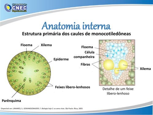 Anatomia vegetal