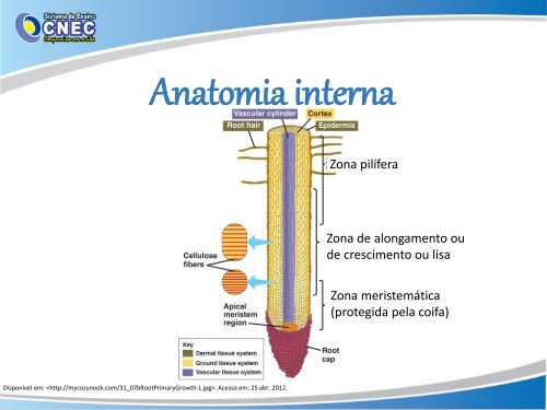 Anatomia vegetal