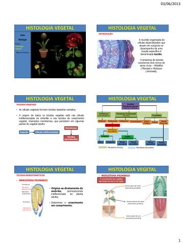 histologia vegetal - Colegiomontecastelo.com.br