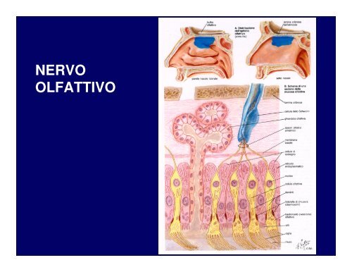 NERVO OLFATTIVO - imageshack.us
